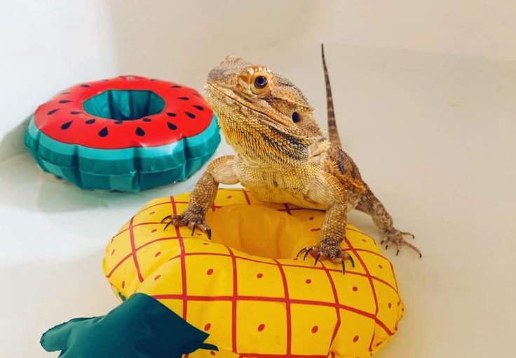 toys for bearded dragons